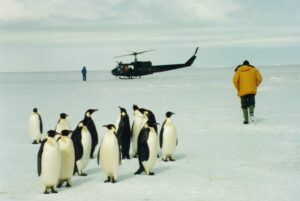 Penguin Helo