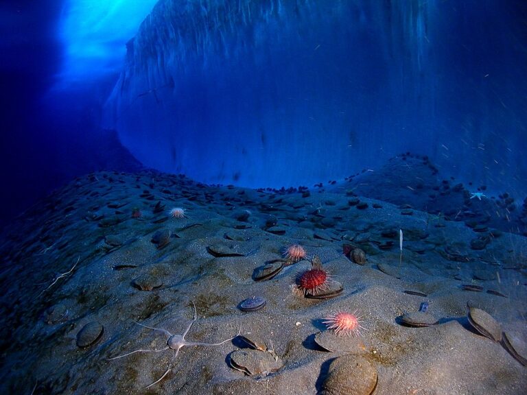 Underwater_mcmurdo_sound